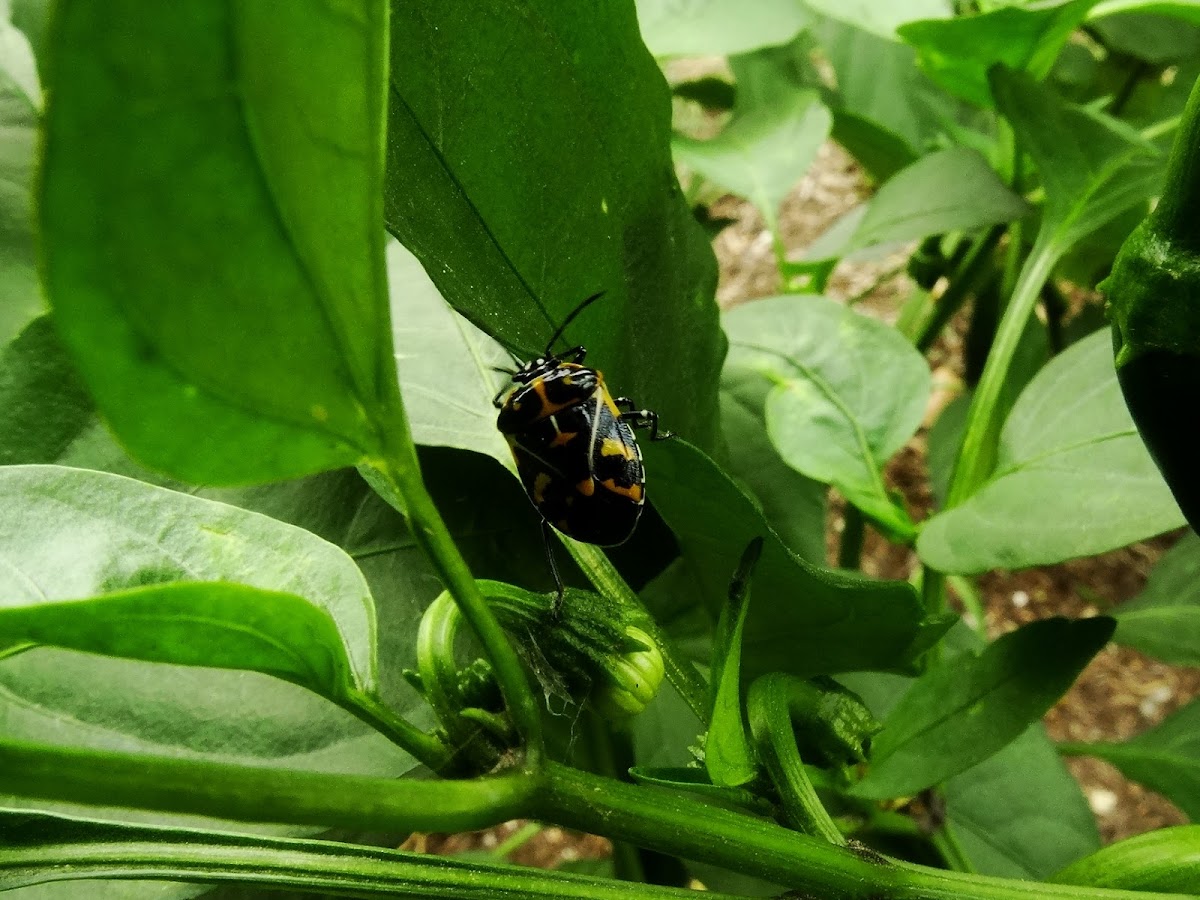 Harlequin Bug