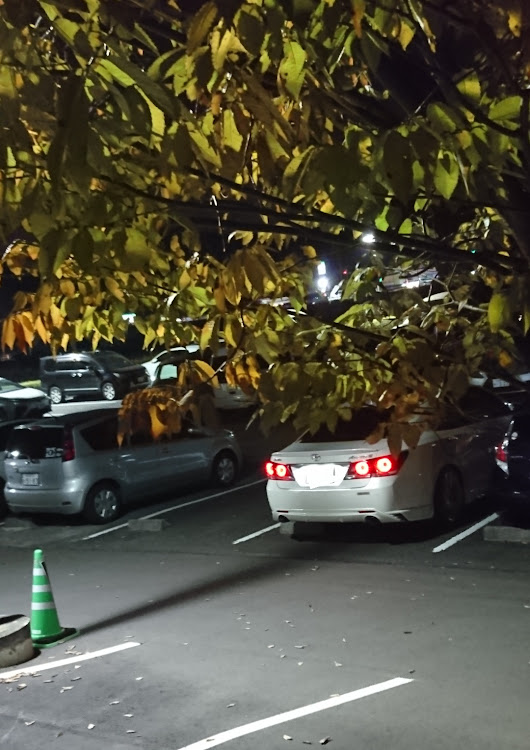 クラウンアスリートのいつもの病院の駐車場・紅葉と愛車・あそこのベンチ・210special☆・クラウンセダン生産中止💦に関するカスタム事例の投稿画像5枚目