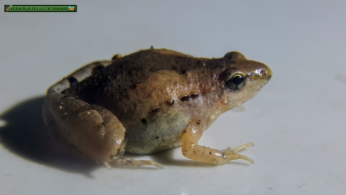 Mukhlesur's Narrow-mouthed Frog