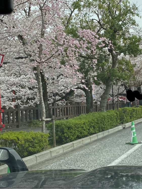 ジムニーの桜・桜と愛車・コロナウイルスに負けるな・花見に関するカスタム事例の投稿画像3枚目