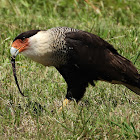 Crested caracara