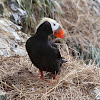 Tufted Puffin