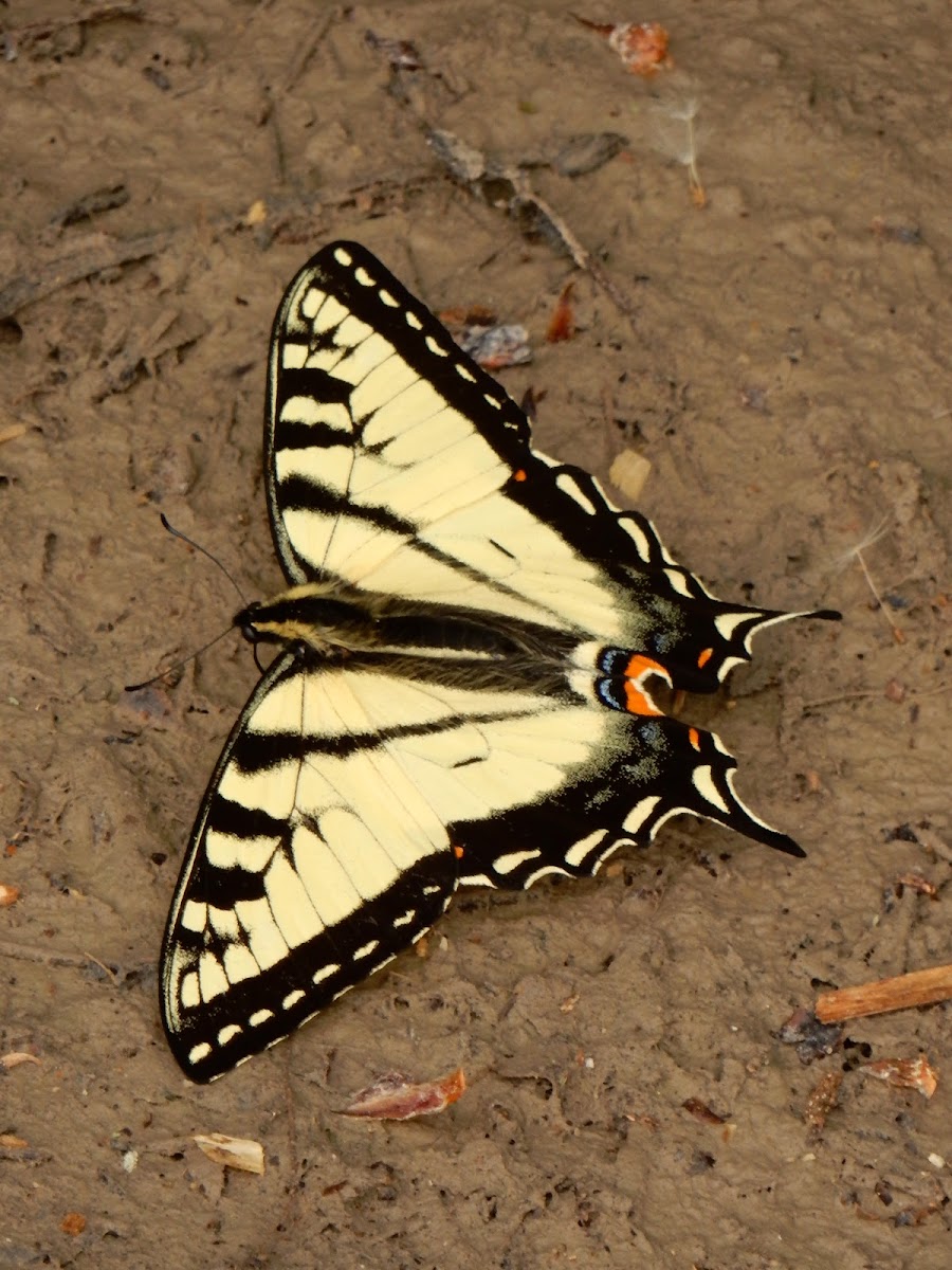 Canadian Tiger Swallowtail