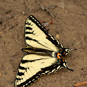 Canadian Tiger Swallowtail