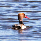 Red-crested Pochard; Pato Colorado