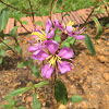 Singapore Rhododendron