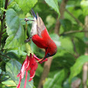 Crimson Sunbird