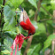 Crimson Sunbird