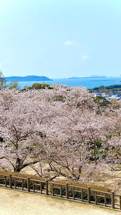 ゴルフ Rのぼちぼち生きてます😅・ゴルフ6・ゴルフ(ハッチバック)・ゴルフR・桜に関するカスタム事例の投稿画像2枚目