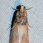 Pyralid Moth