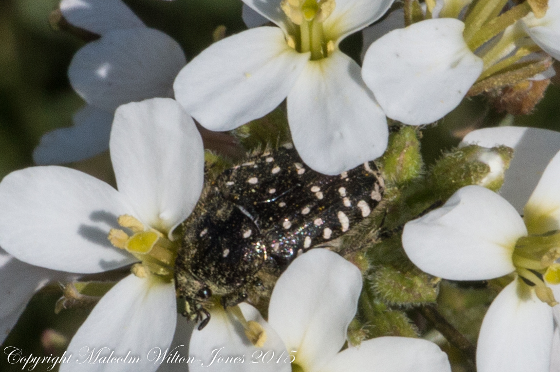 White-spotted Rose Beetle