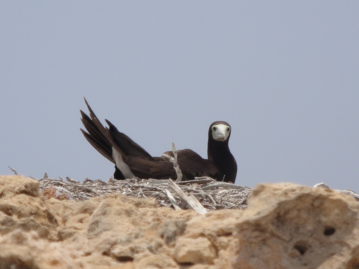 Brown Booby