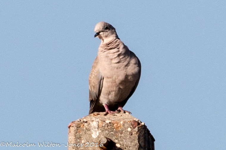 Collared Dove; Tórtola Turca