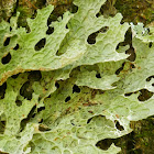 Lungwort Lichen