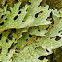 Lungwort Lichen