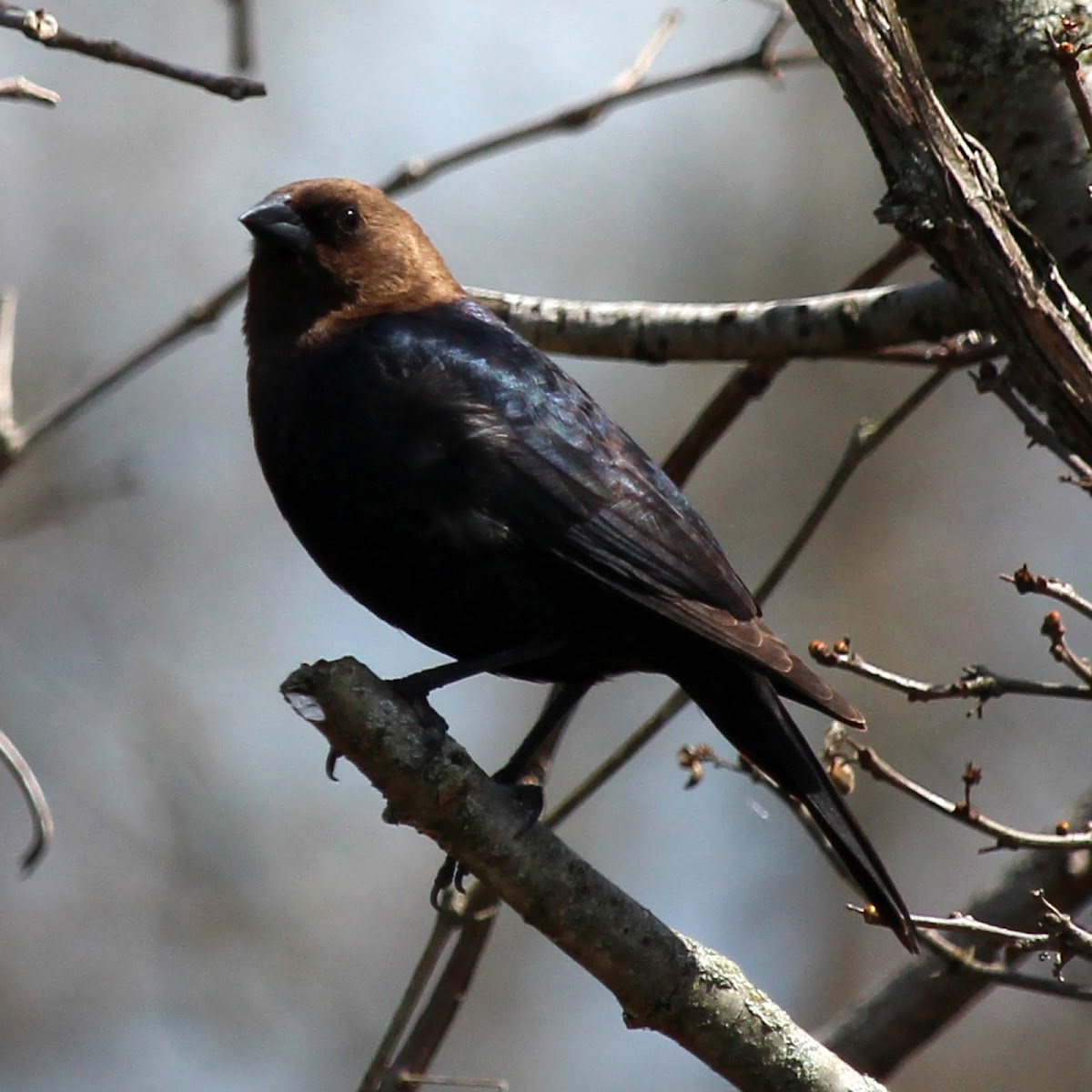 Brown-headed Cowbird