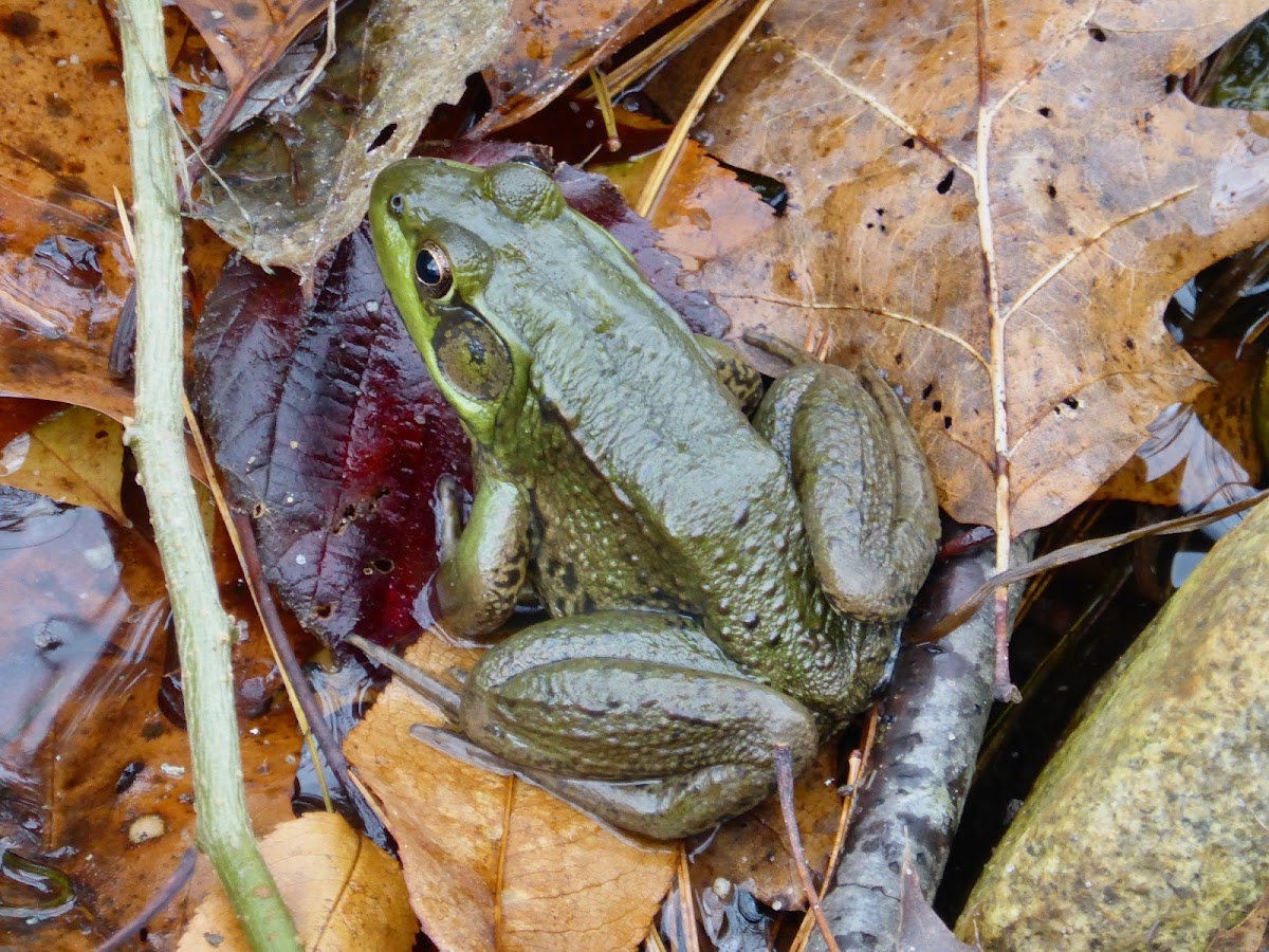 Green Frog