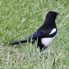 Magpie