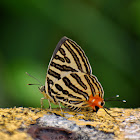 Long-Banded Silverline