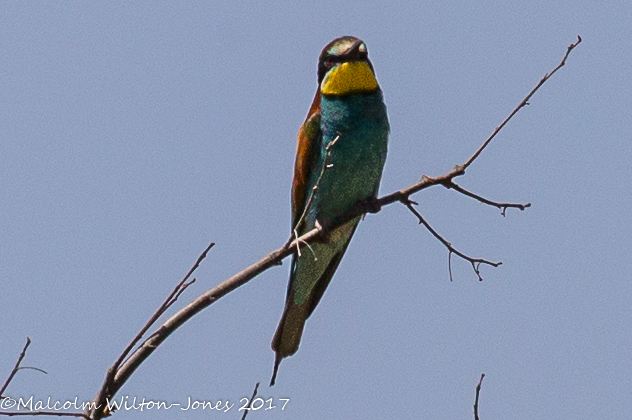 Bee-eater; Abejaruco