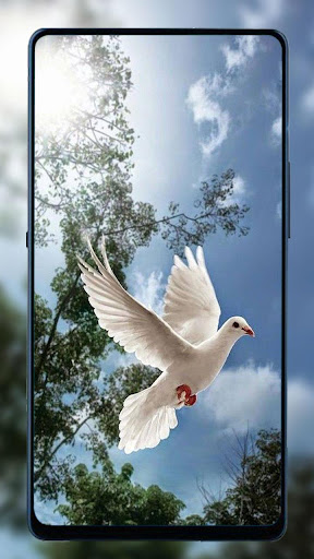 Dove Wallpaper HD ?️