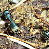 Western carpenter ant