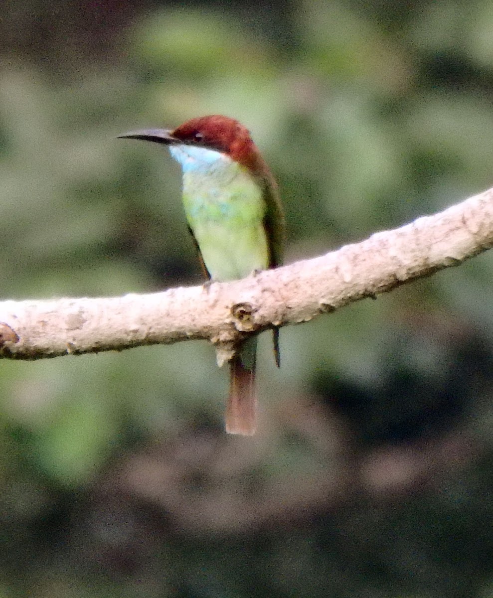 Blue-Throated Bee Eater (male)