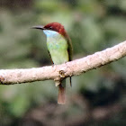 Blue-Throated Bee Eater (male)