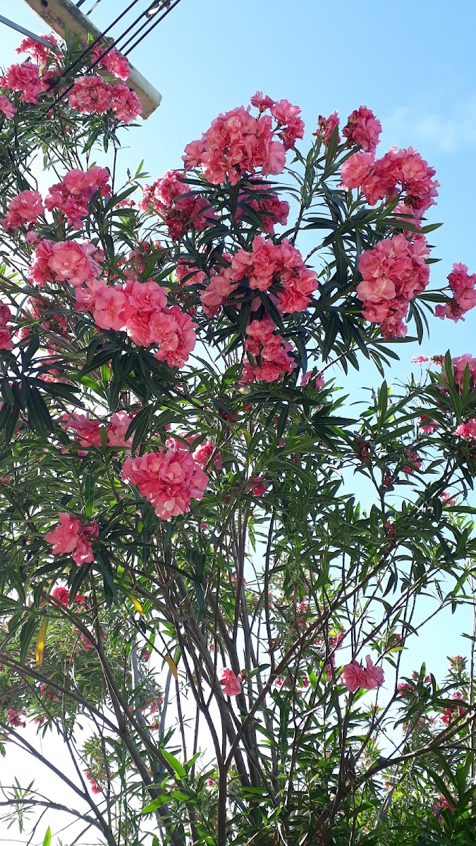 Oleander