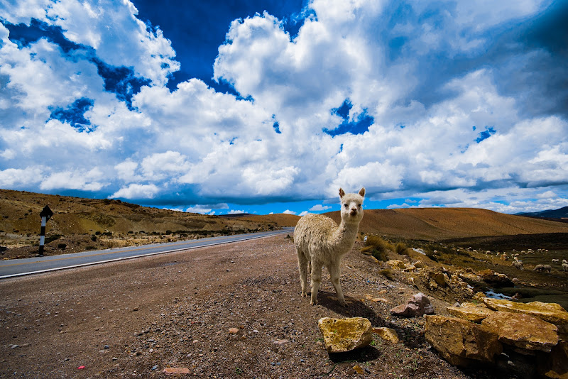 Pachamama  di David Ph