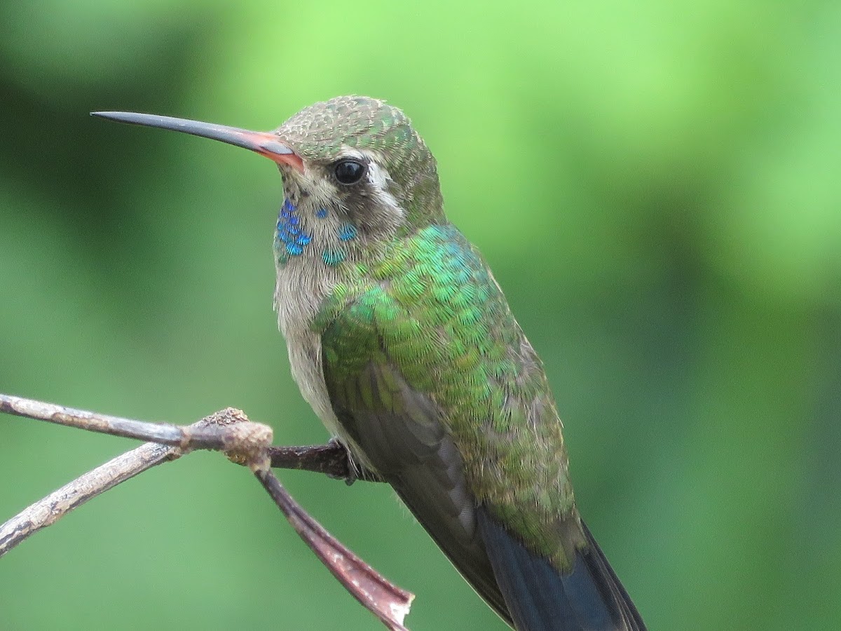 Broad billed hummingbird