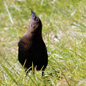 Brown-headed Cowbird