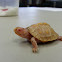 Eastern Box Turtle