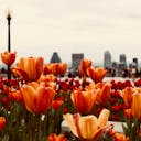 Tulip Garden