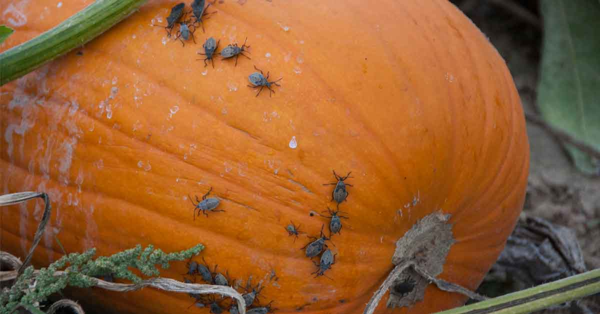 insects on pumpkins 