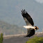 White bellied Sea Eagle