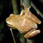 Spring peeper