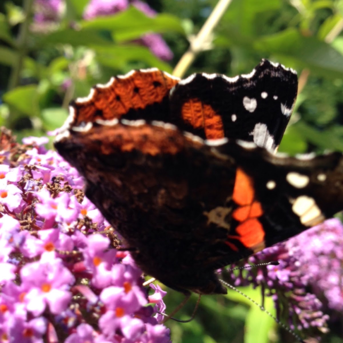 Red admiral