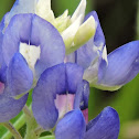 Texas bluebonnet