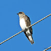 Brown-chested Martin