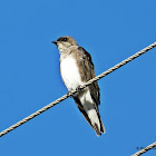 Brown-chested Martin