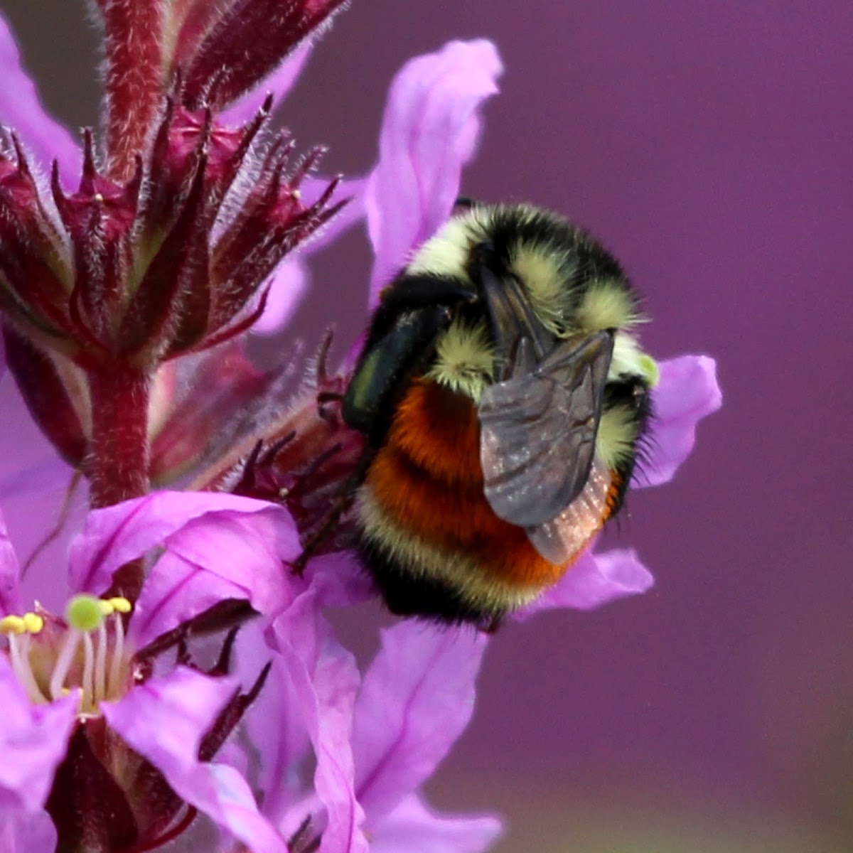 Tri-Colored Bumble Bee (Orange-belted Bumblebee)