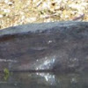 Florida Softshell Turtle