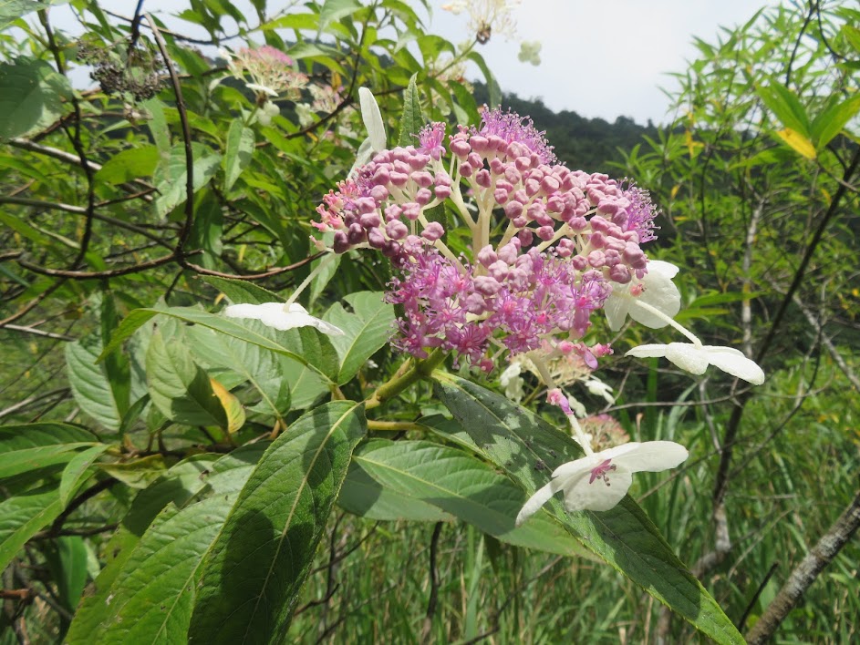 2018_花蓮～佐倉步道 走 沙婆噹山*