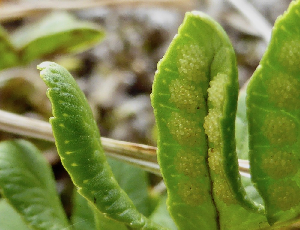 Licorice Fern