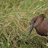 Hammerkop, hammerhead, hammerhead stork