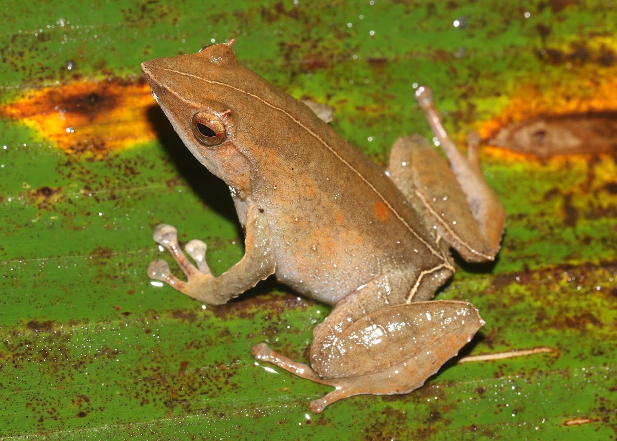 Horned Land Frog