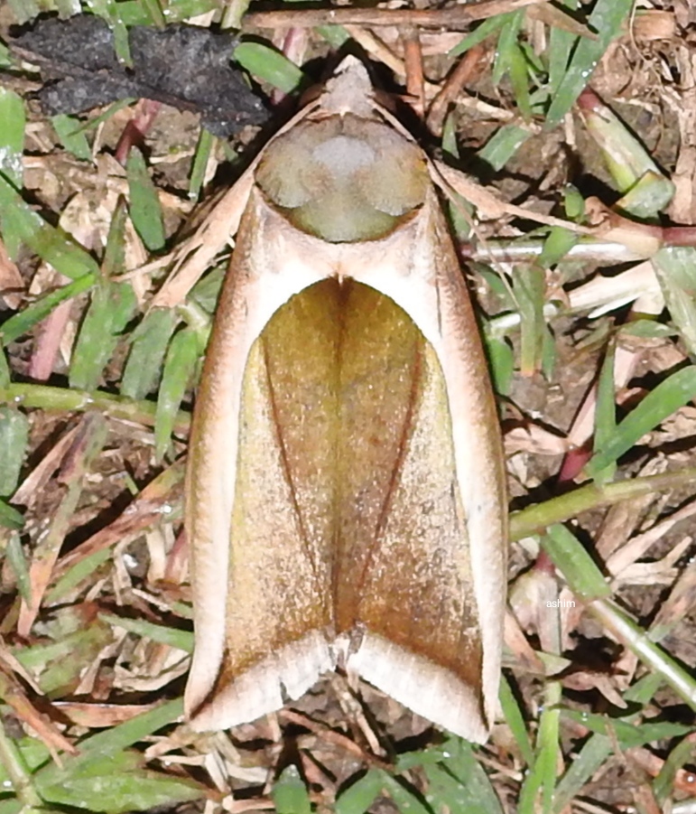 Green fruit piercing moth