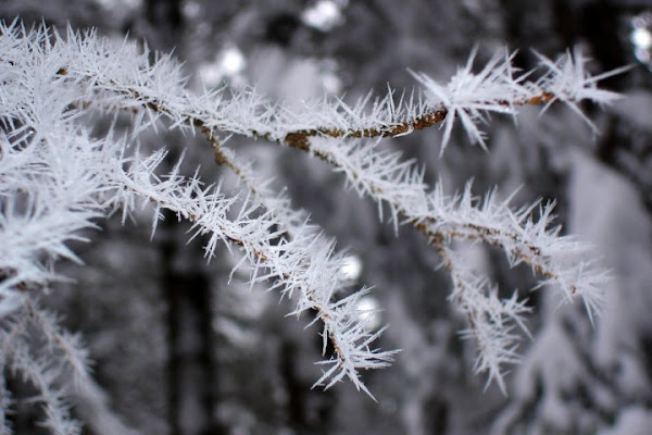 Cristalli di neve di cactus