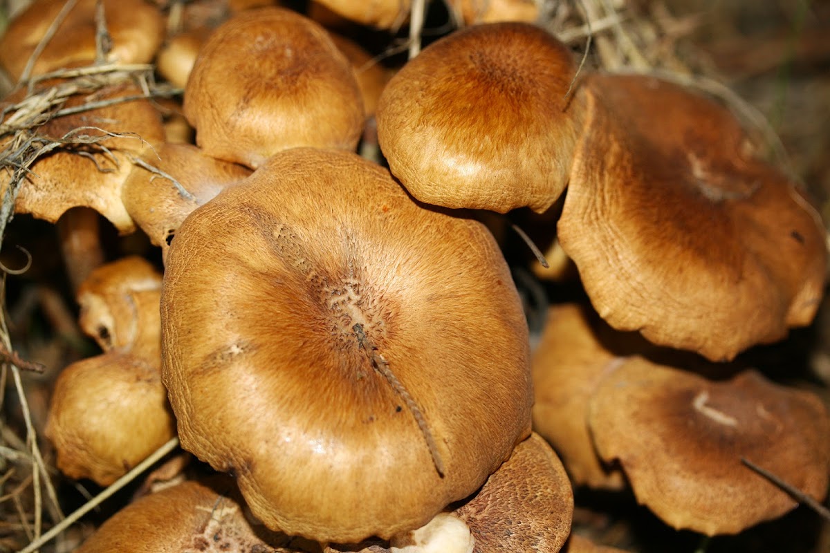 Ringless Honey Mushroom